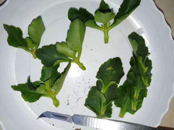 长chang寿花的养殖方法和注意事项（长寿花的de养殖方法和注意事项玫瑰花的品种）-第27张图片-大连lian信息网