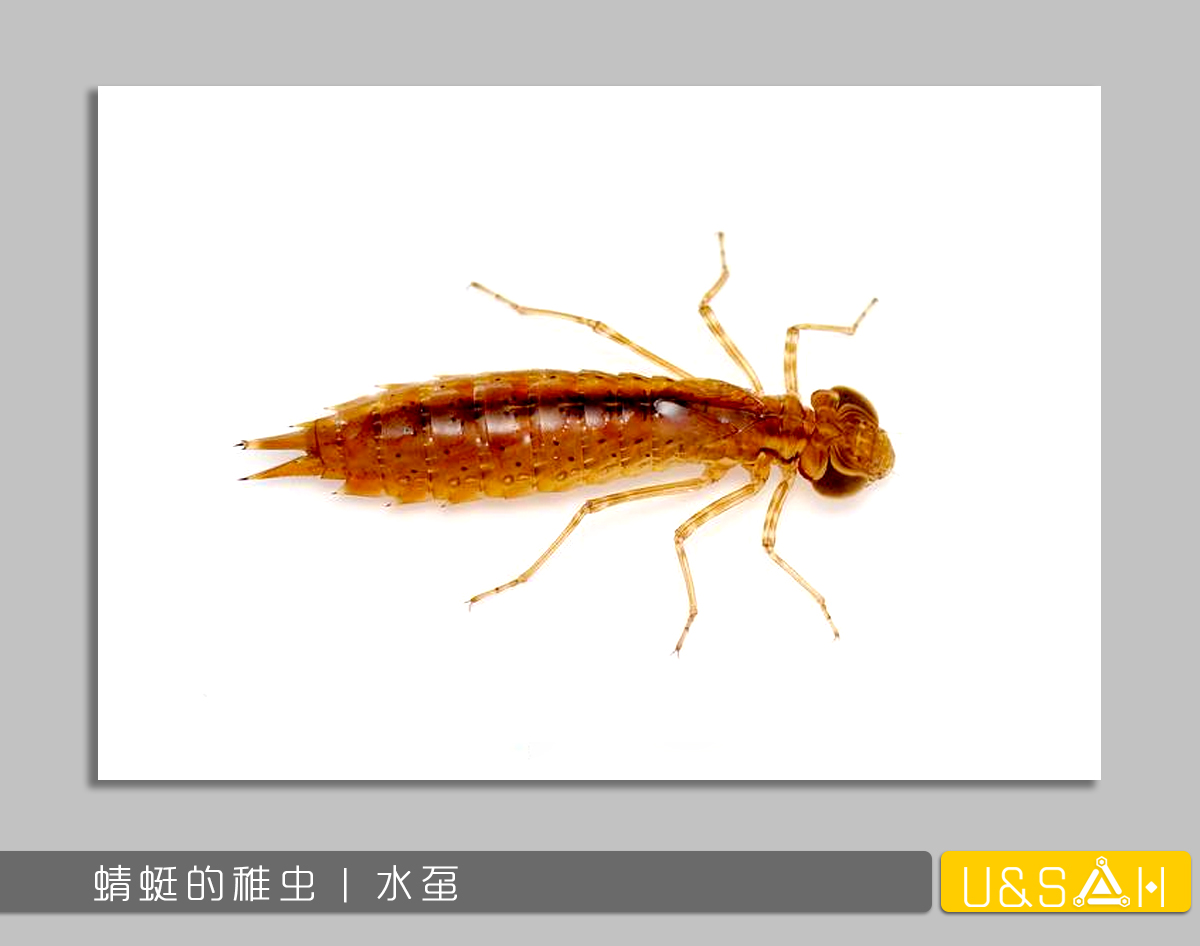 凡美丽的，都是残忍的——你一定想不到蝴蝶是多么的变态