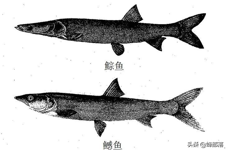 价值48元1斤的鳡鱼，养殖户都不敢养的鱼，为何成为钓手的最爱？