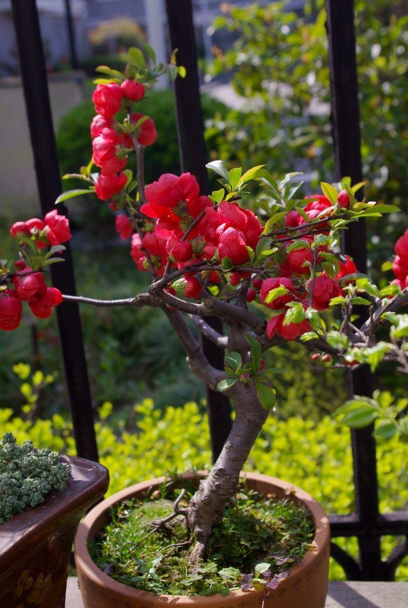 海棠花期(西府海棠花期)