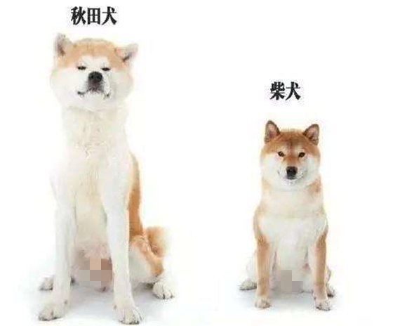 柴犬和秋田犬的区别是什么(秋田、柴犬，傻傻分不清楚，它们俩有何不同之处呢？)