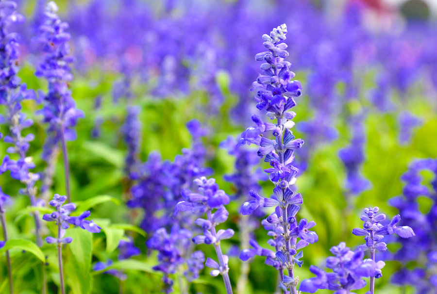 薰衣草的花语