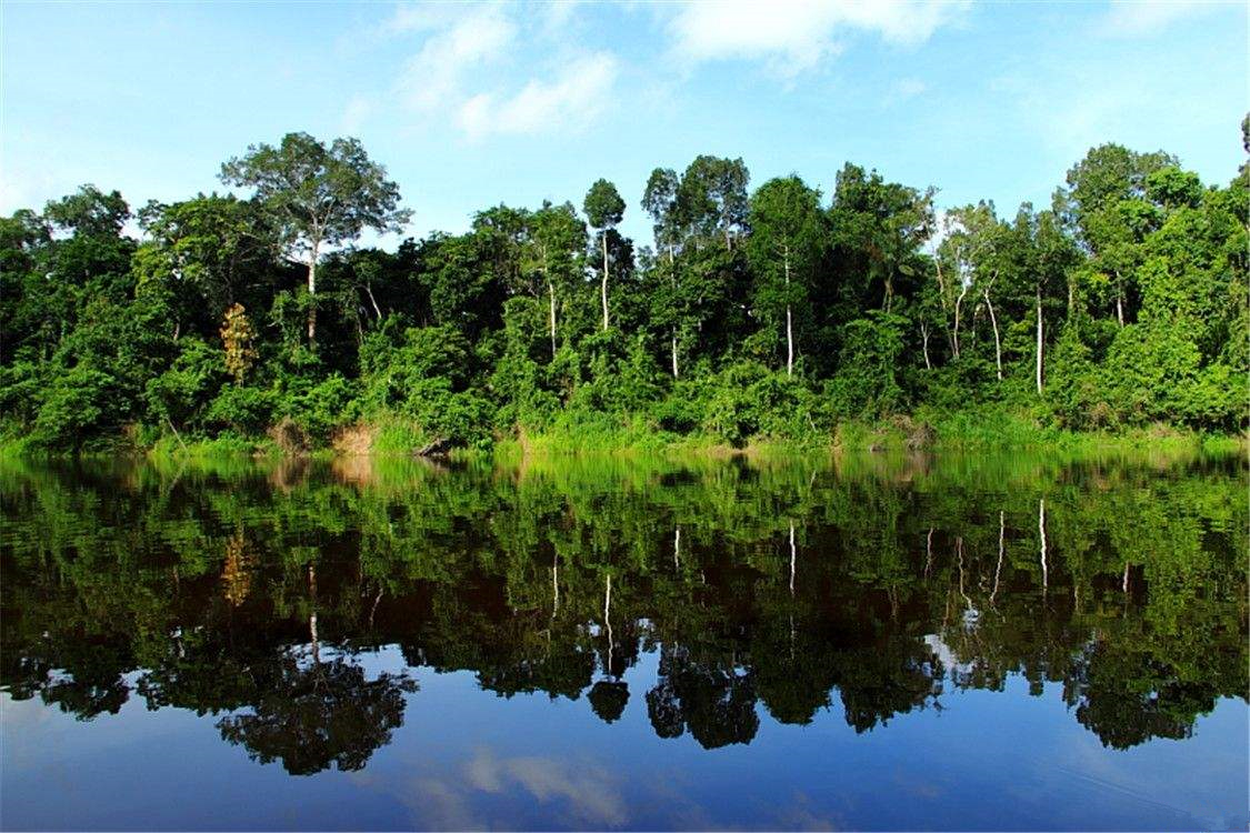 亚马逊热带雨林的景色图片