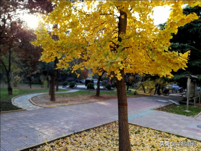 临汾学院：梦幻校园如诗醉人