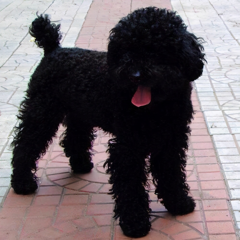 咖啡色的泰迪狗价格养泰迪