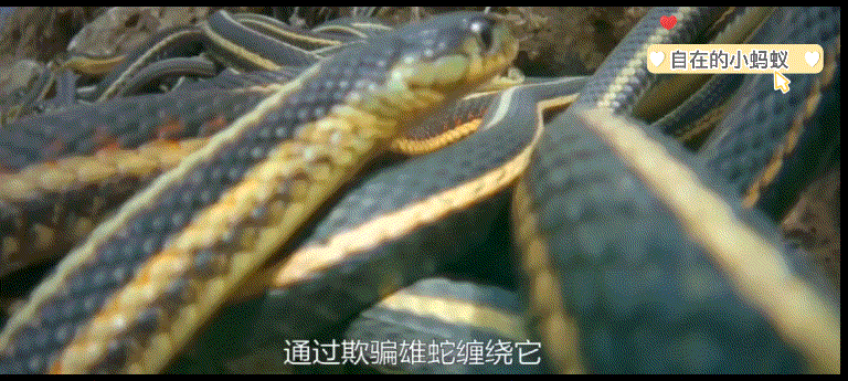 母蛇会 