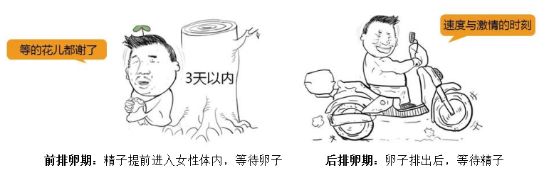 排卵期计算方法详解：如何准确预测女性排卵时间