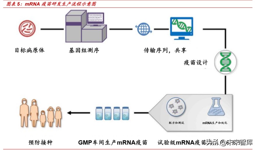 mrna 疫苗的生產流程和關鍵技術點是什麼?