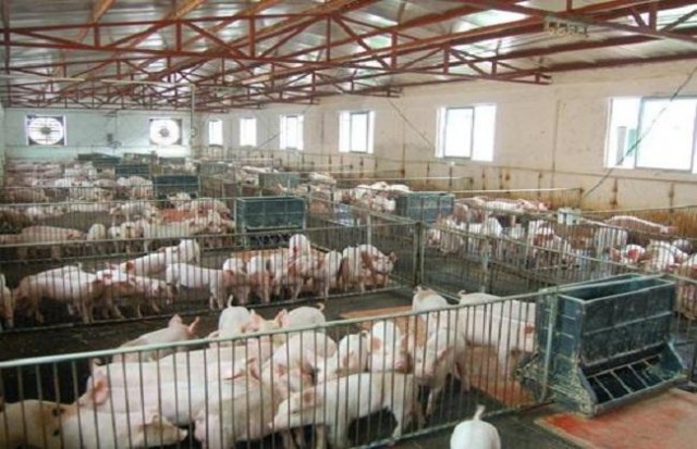 苏州猪肉价格今日价视频「苏州今日猪肉零售价格」
