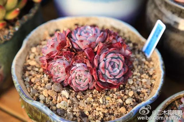 多肉的寓意大全（99种多肉花语详细介绍）