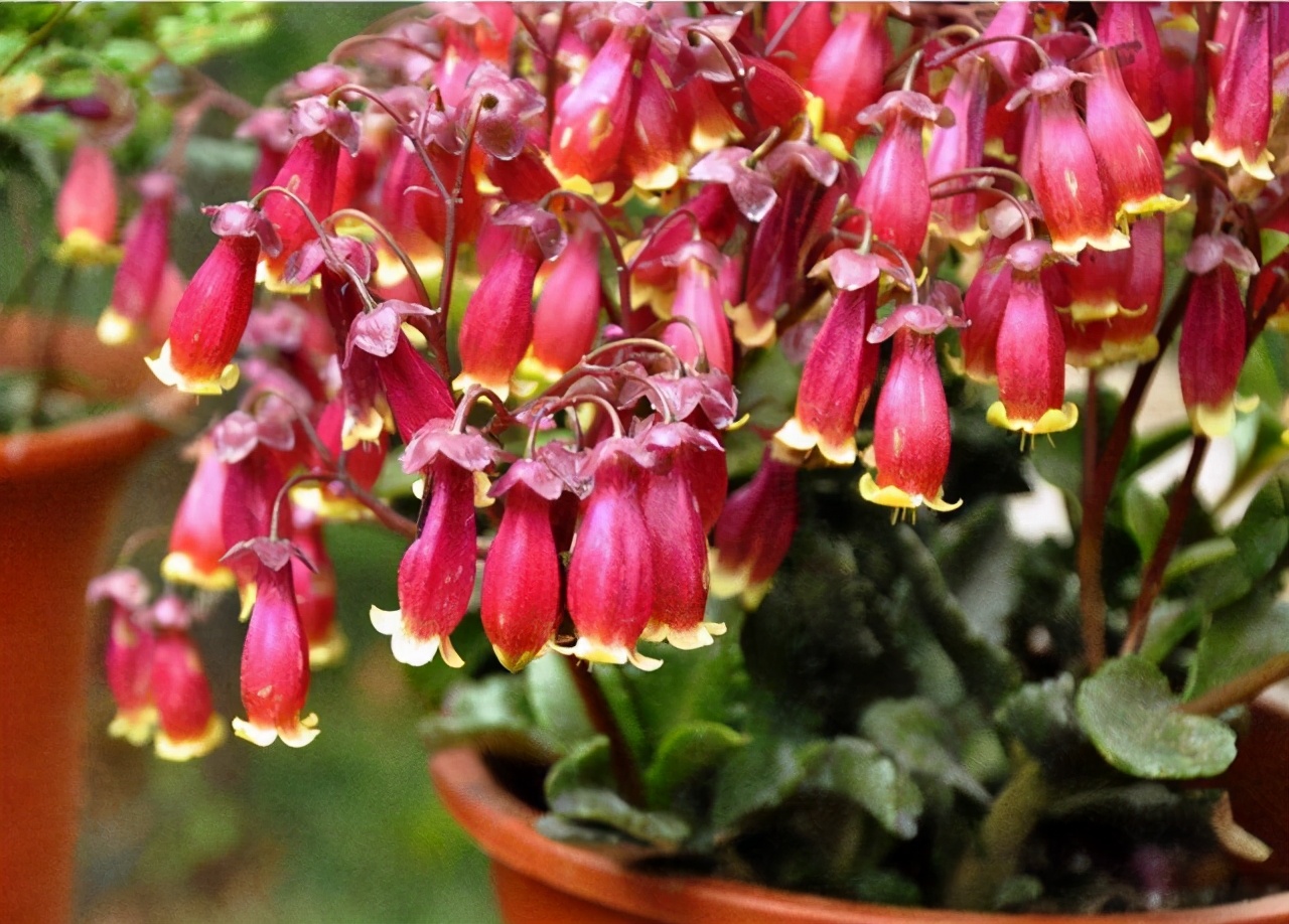 宫灯长寿花有毒吗(宫灯长寿花的功效与作用)