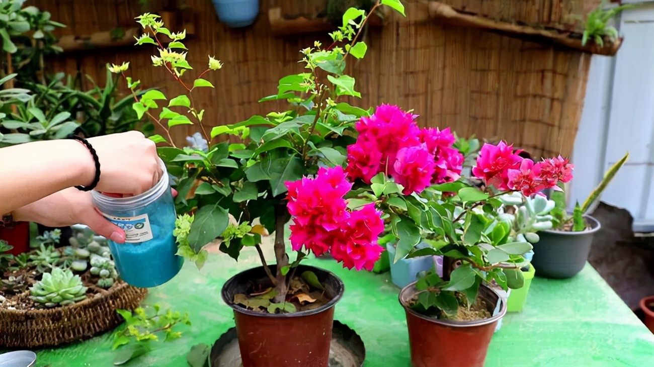 养花不开花 2种 催花水 一浇 花苞呼呼冒 四季轮流开 天天看点