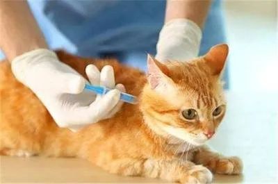 十问铲屎官：猫咪疫苗你知多少？都懂了才不会被宠物医院坑