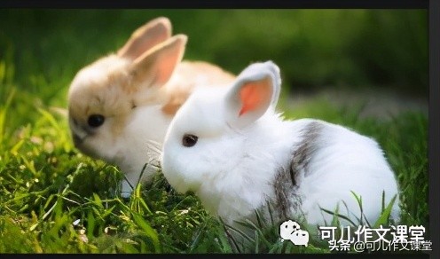 优秀作文精选：可爱的小白兔