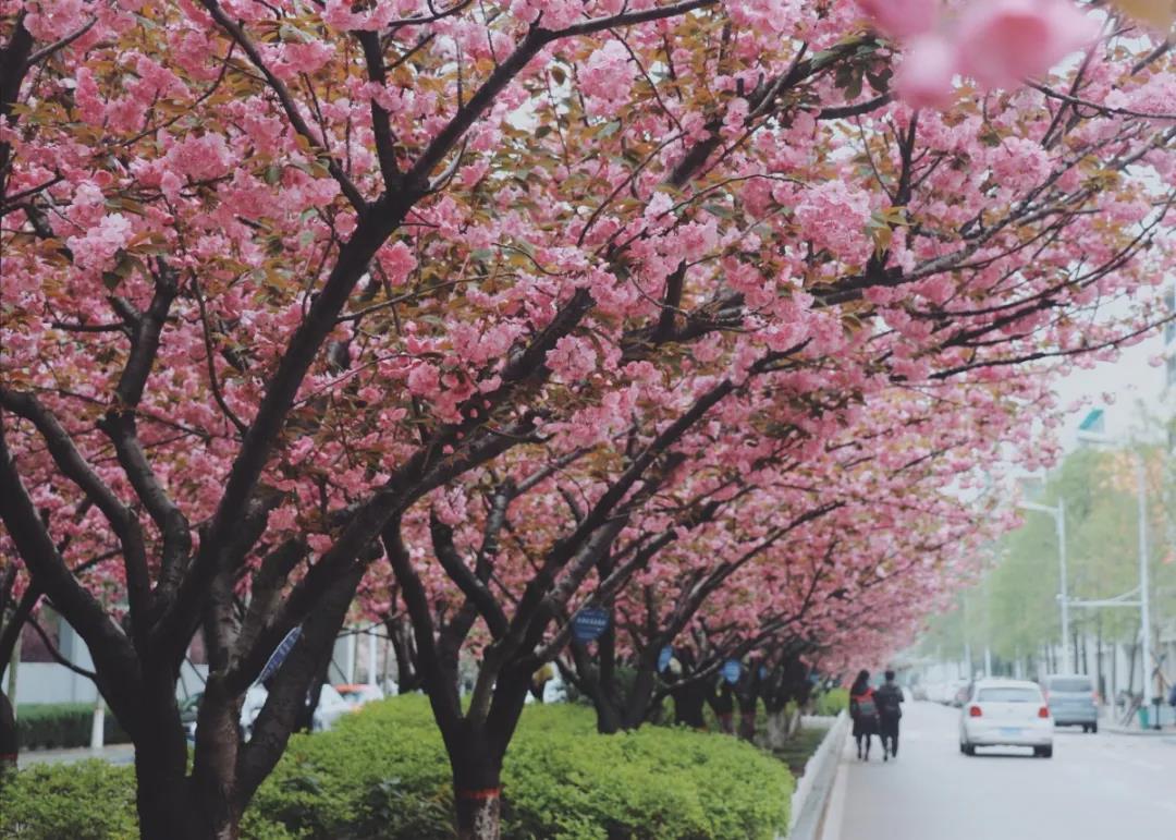 宝藏图书馆、网红食堂、四季如画的超美校园！中国石油大学（华东）等你回家