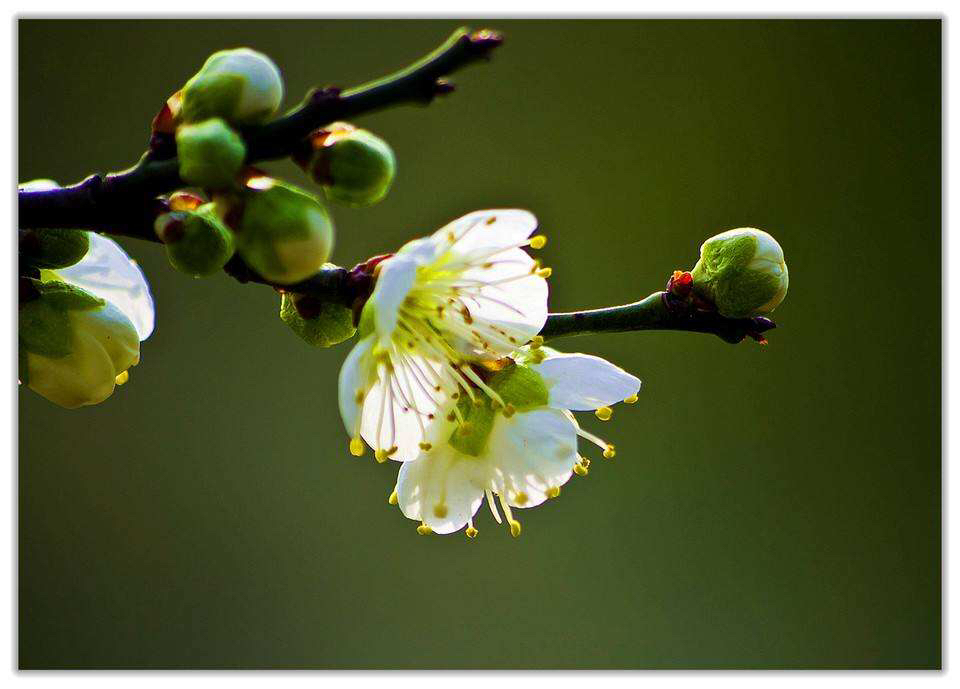 中药材绿萼梅、白残花