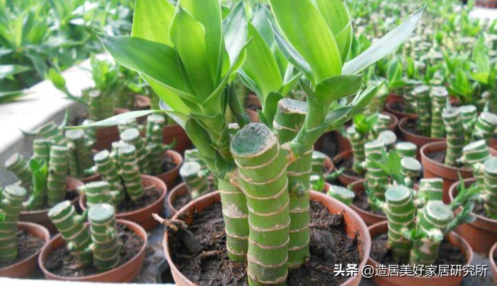 盘点家居界12大网红绿植,颜值高又好养很贴心