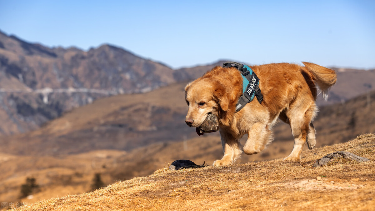 最受欢迎的八种“中型犬”，哪种更得你的“欢心”？