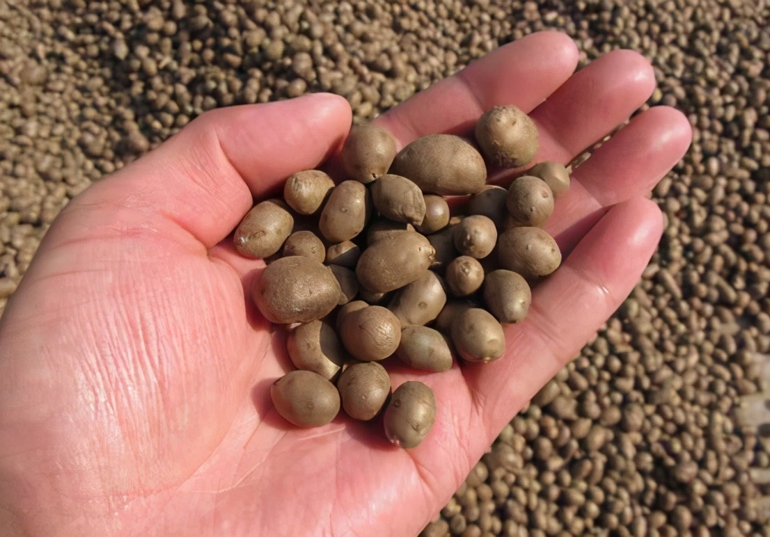 山药豆曾被当饭吃