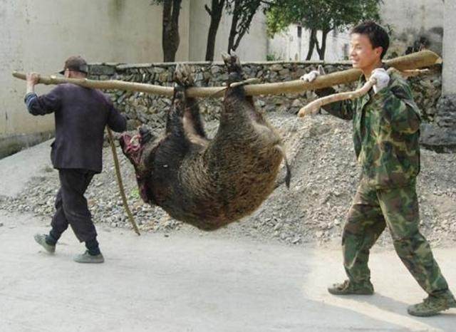收回免死金牌！河南信阳放松捕猎限制，能否压制住泛滥的野猪？