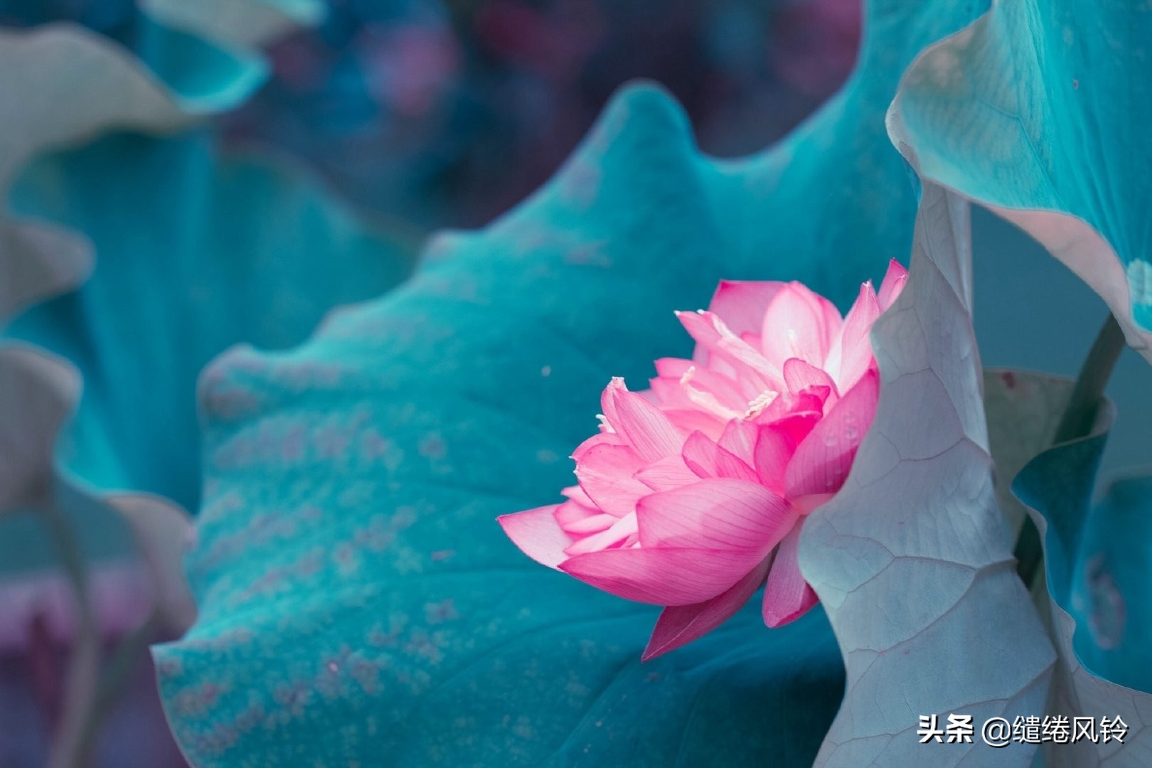 剑未佩妥，出门已是江湖——50句古风文艺诗句，美到窒息