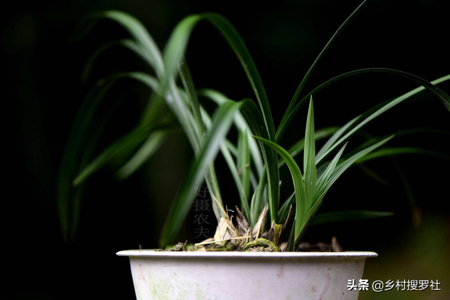 兰草花用什么肥料最好（兰花最喜欢的3种肥料）