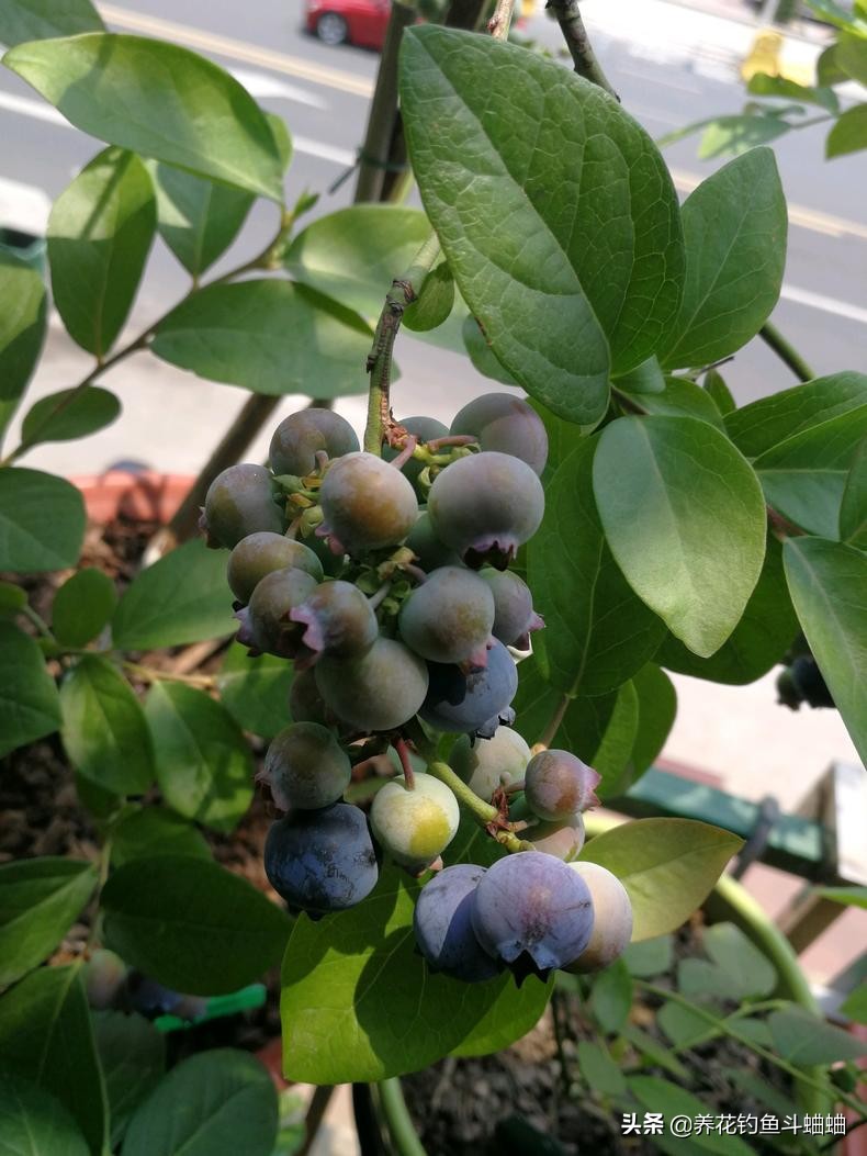 蓝莓有籽吗籽长什么样（图文讲解蓝莓籽的样子）