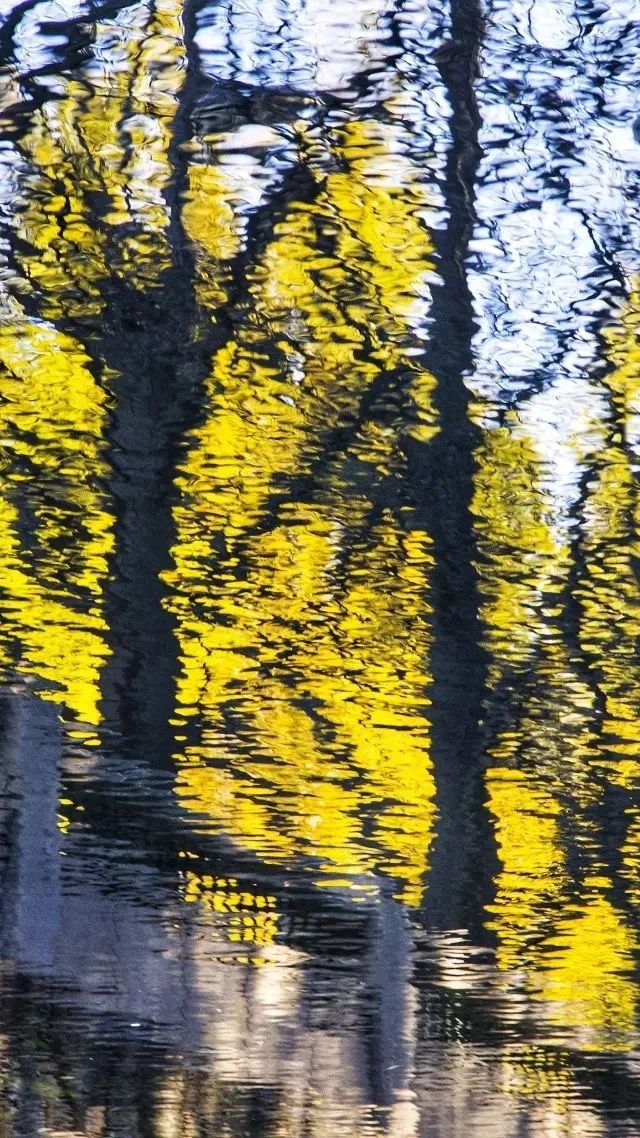 你的理想大学，终于被做成了手机壁纸