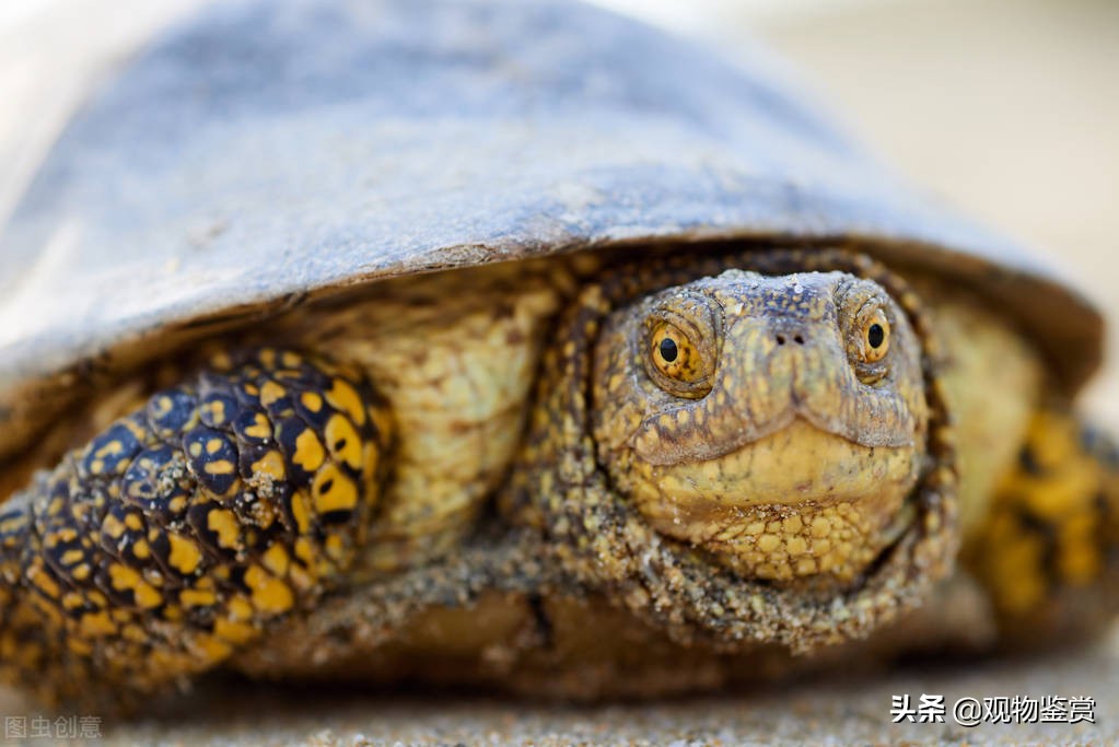 中国允许养的大型龟（中国允许养的大型龟种）-第3张图片-巴山号