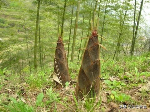 竹笋诗词精选三十一首 戢戢新芽迸旧林，才生有节便虚心