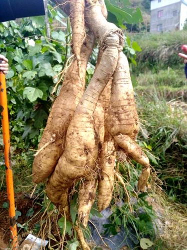 葛根什麼時候種植?葛根的種植時間和方法