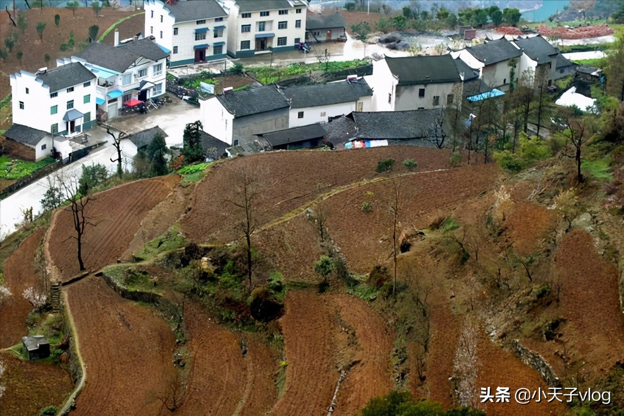 你知道吗“萝卜节”诞生了！当地农村特色产品，走出大山成真啦