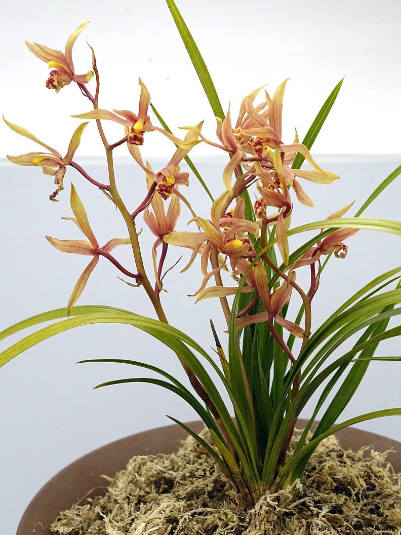 幽兰香风远, 蕙草流芳根.读关于兰的古诗,邂逅时光里的春天