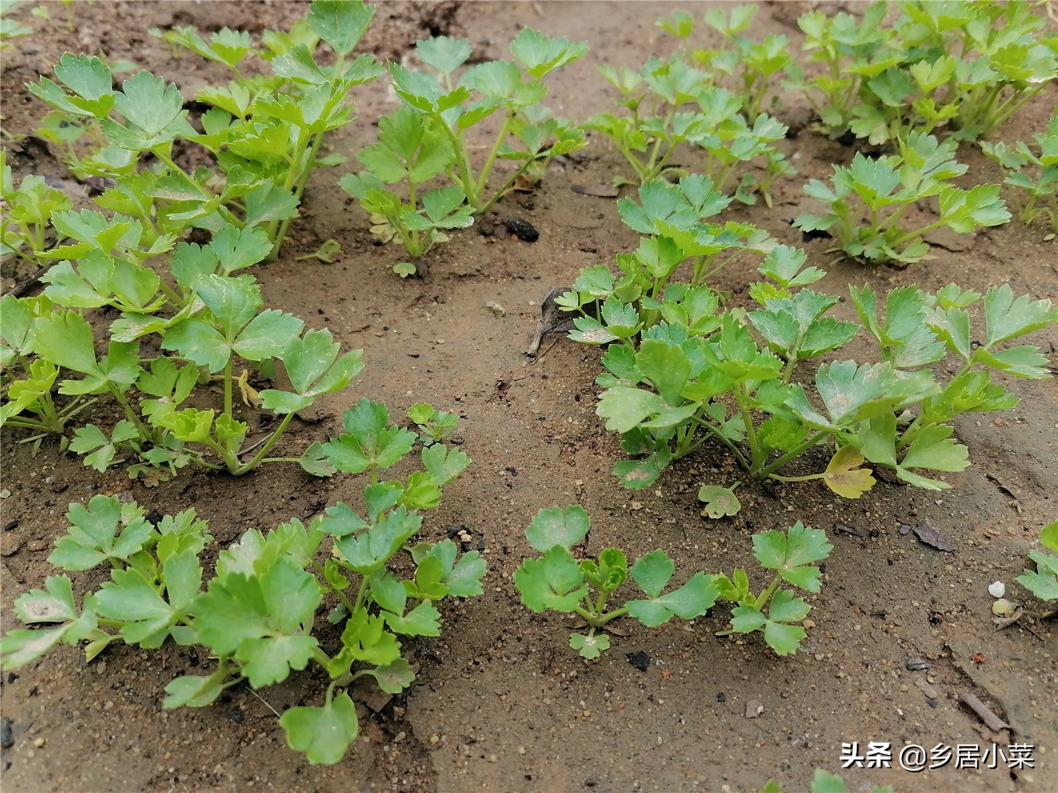 小叶芹菜图片大全（四季小香芹是冬季蔬菜叶菜之一）