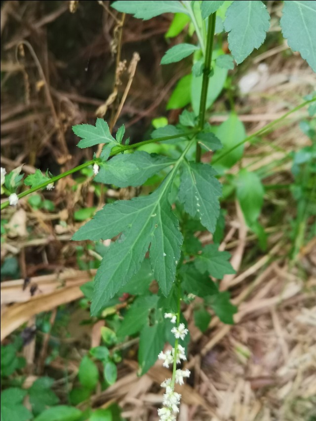 民间草药--刘寄奴（白苞蒿）