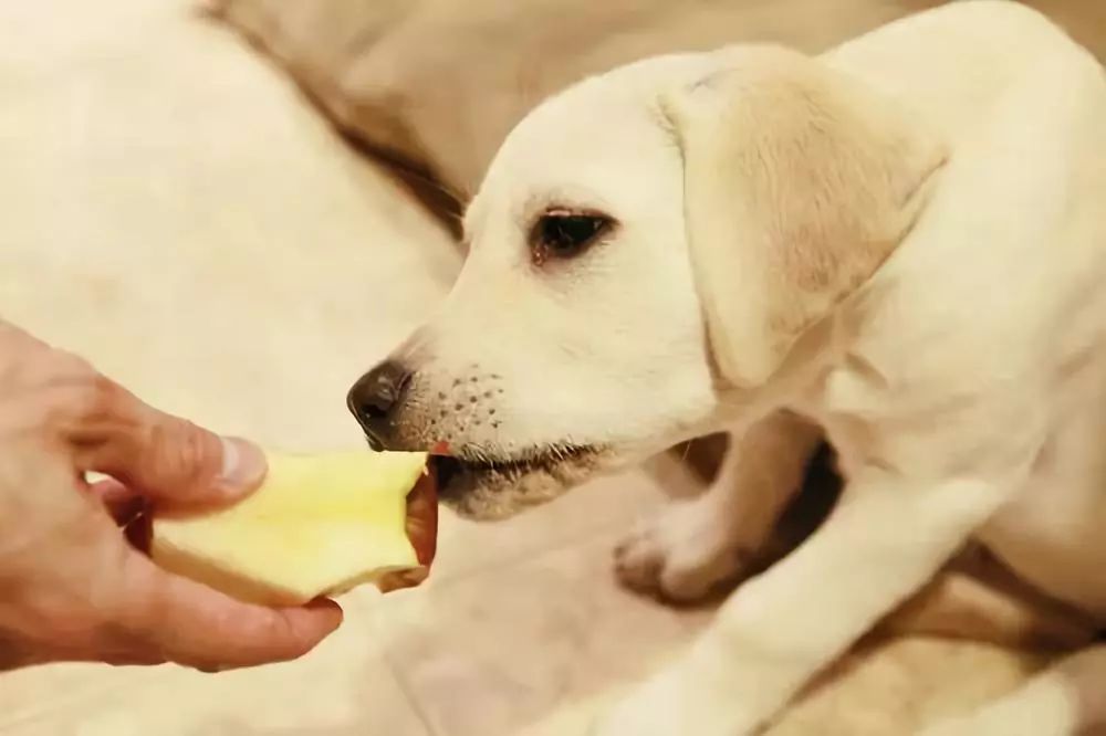 拉布拉多幼犬價格拉布拉多幼犬淚痕嚴重怎麼辦