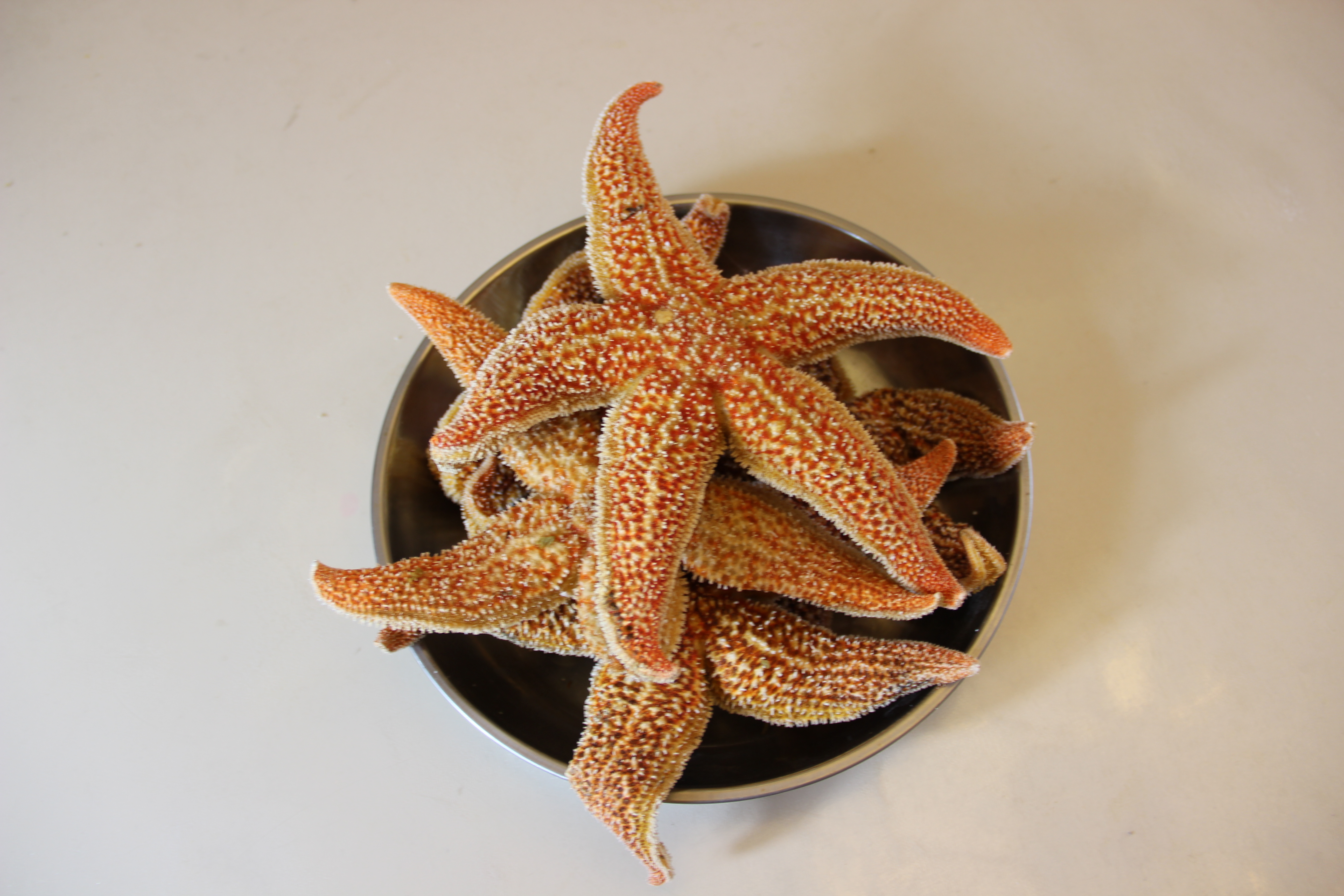 海星可以吃吗 海星的副作用-文化号