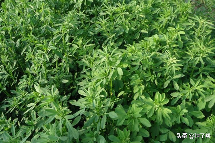 東北耐寒牧草，耐寒-40度，“牧草之王”紫花苜蓿，收割加工流程