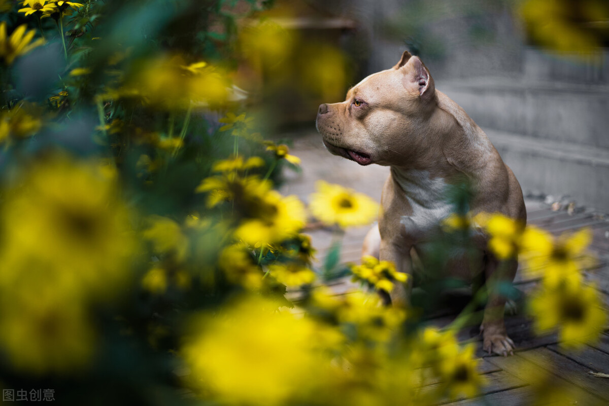 深度解析——外表凶悍却内心细腻,专属男人的犬"美国恶霸犬"