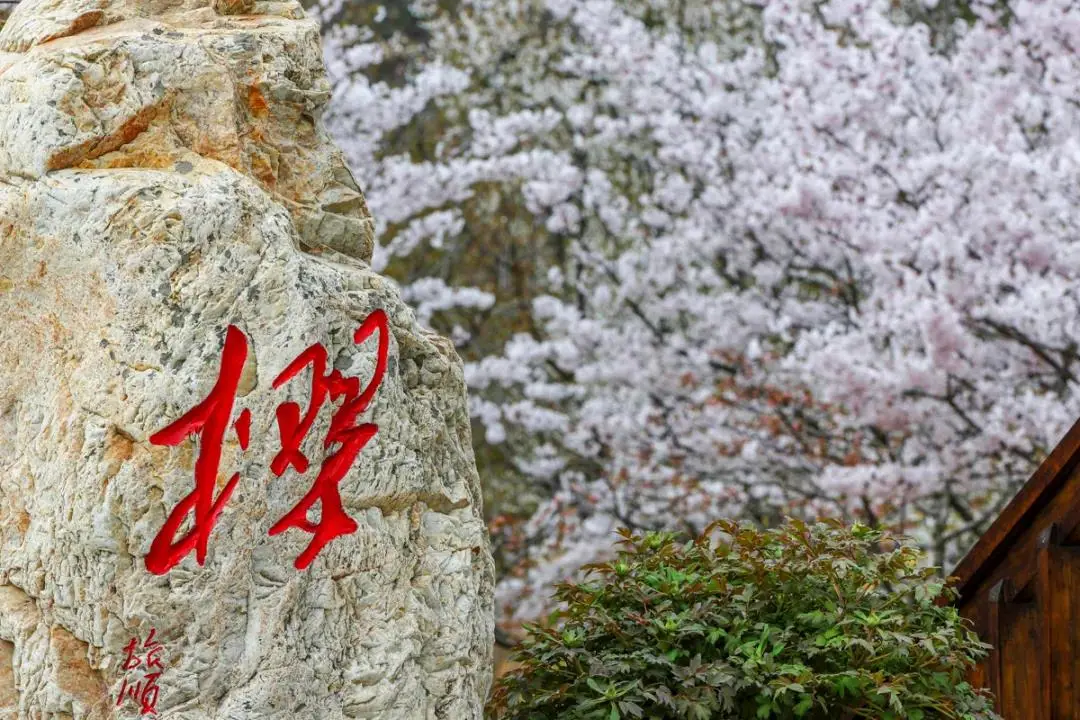 cctv13共同关注直播（惊艳全国，央视都来直播！旅顺的樱花到底有多美？）