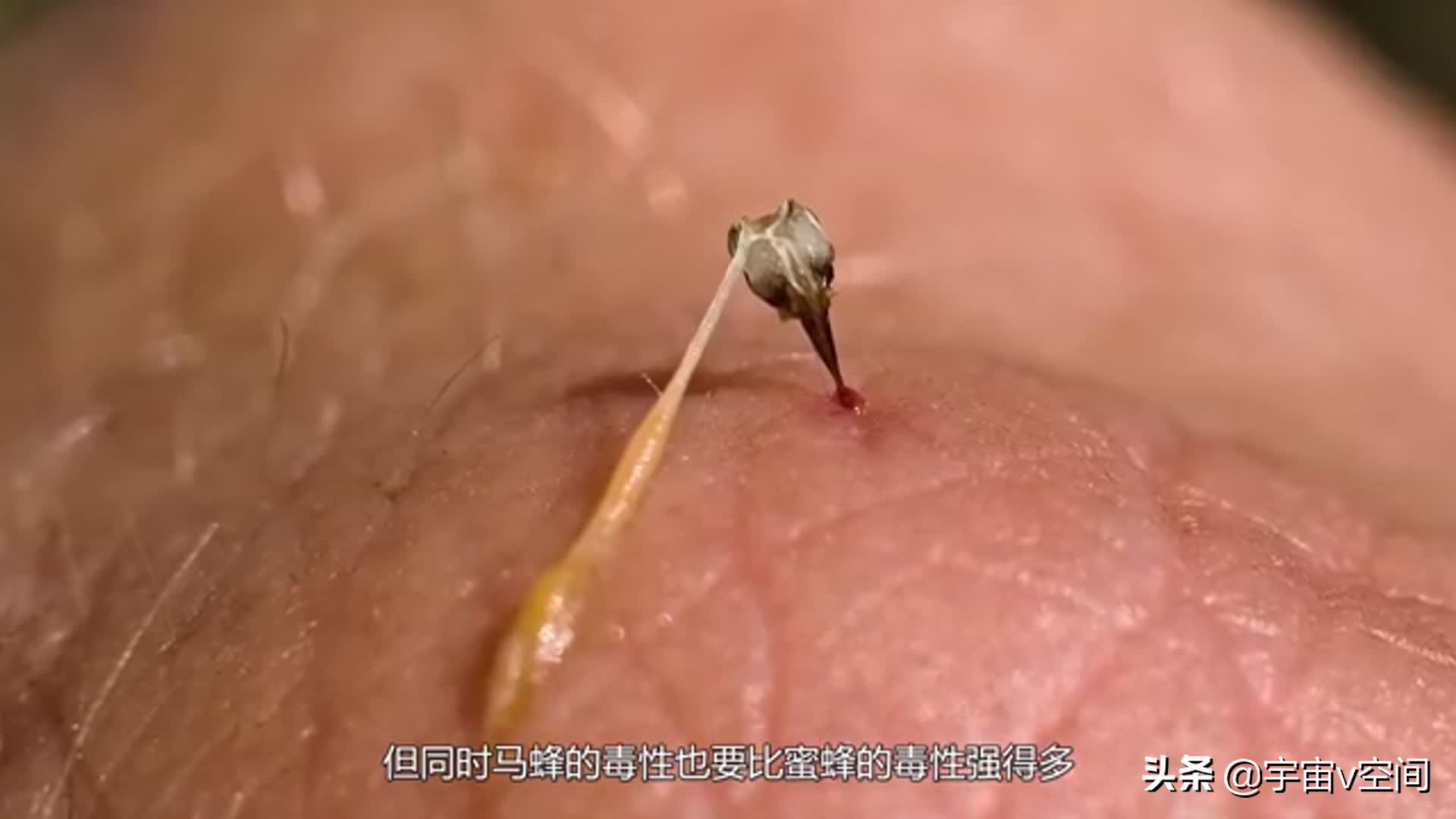 如果在野外突然碰到了马蜂窝，该怎么办？