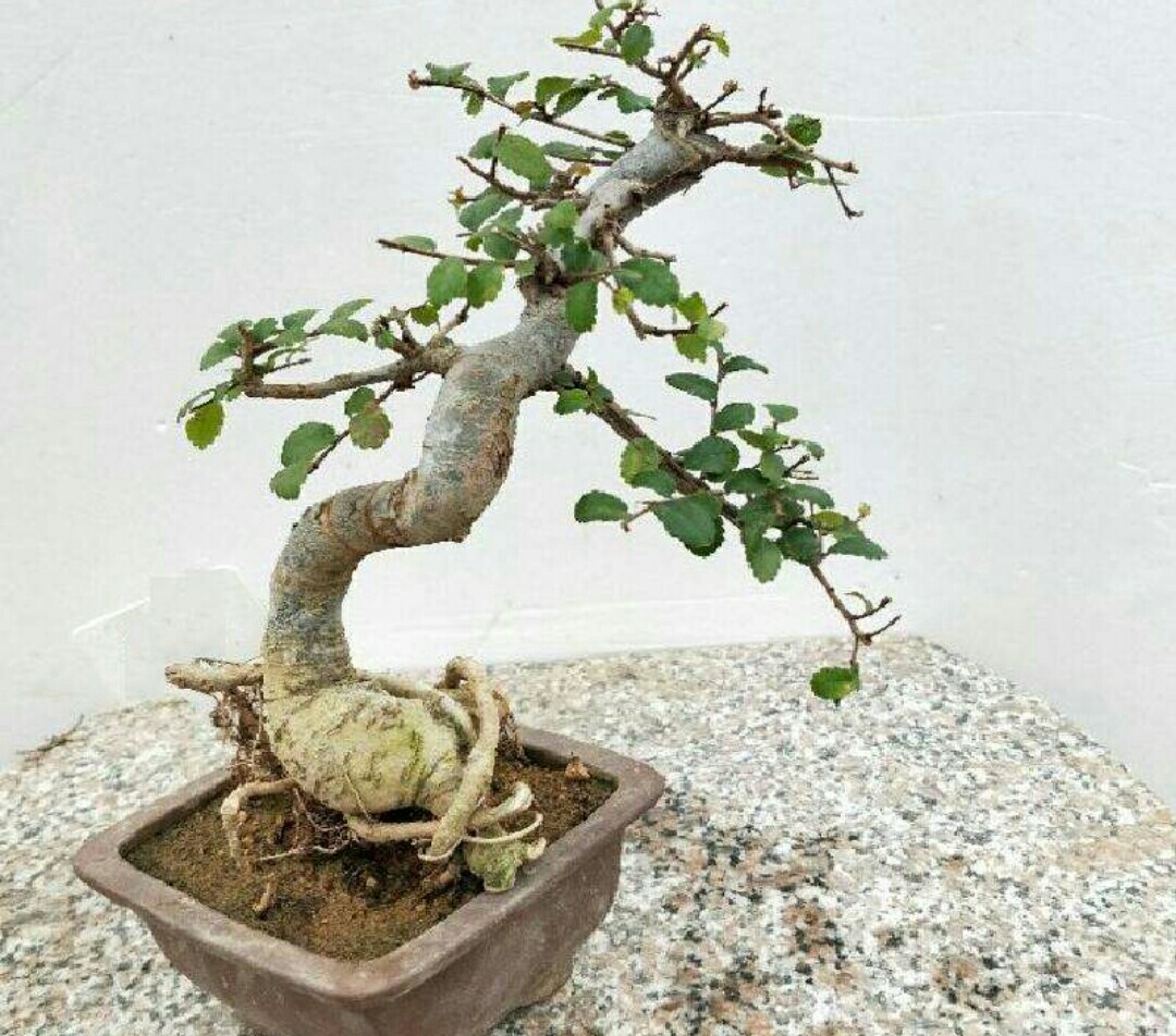 怕湿涝,平常浇水不宜过勤,可用"见干既浇,浇则浇透"的原则来浇水,榆树