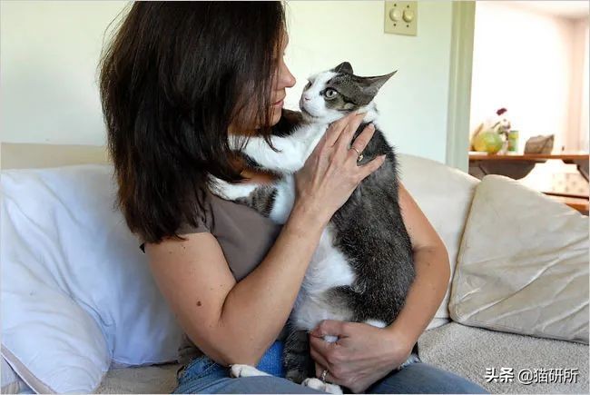 貓咪為啥會揍我？是我做錯了什么嗎？