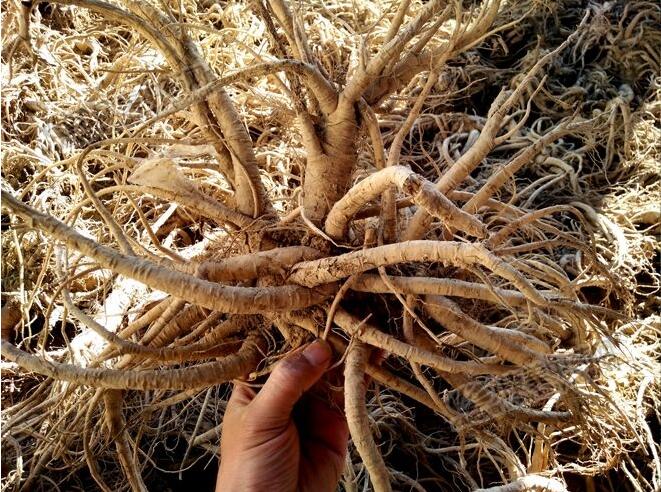 中药材独活的种植收益如何?