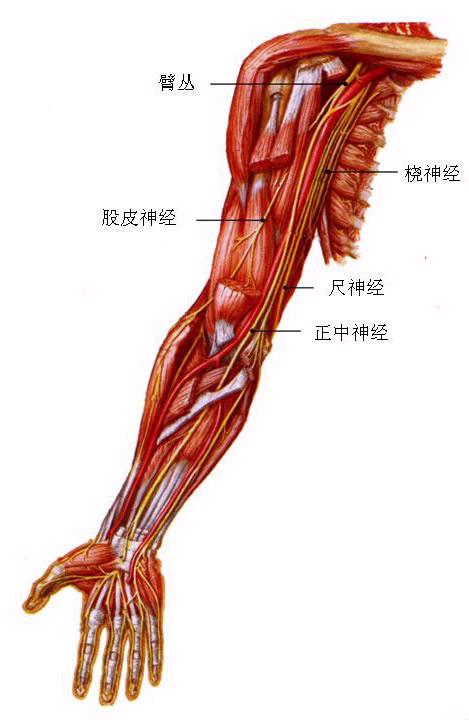 羊大动脉血管图片图片