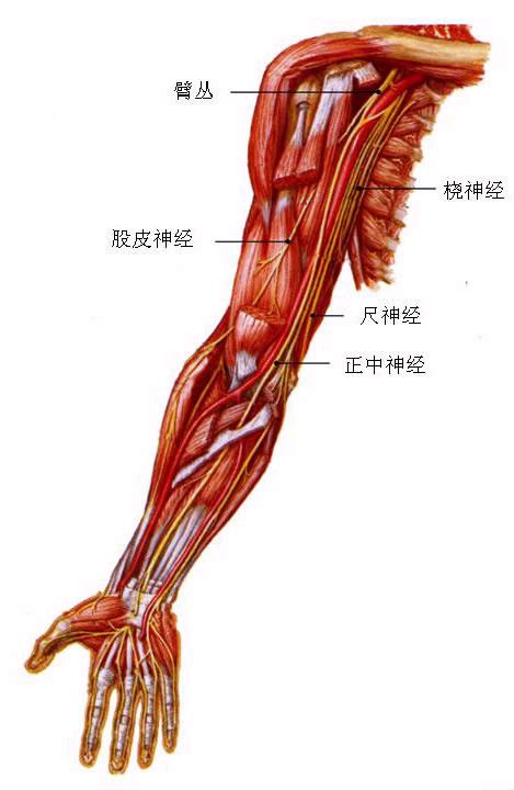 肱动脉在哪个位置图片图片