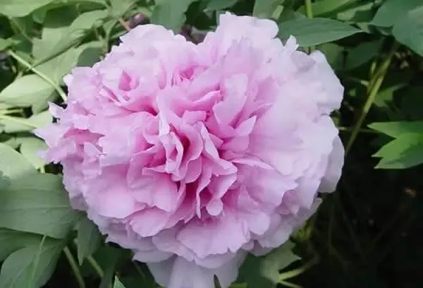 100种名贵牡丹鉴赏 绘画好素材（报花名）