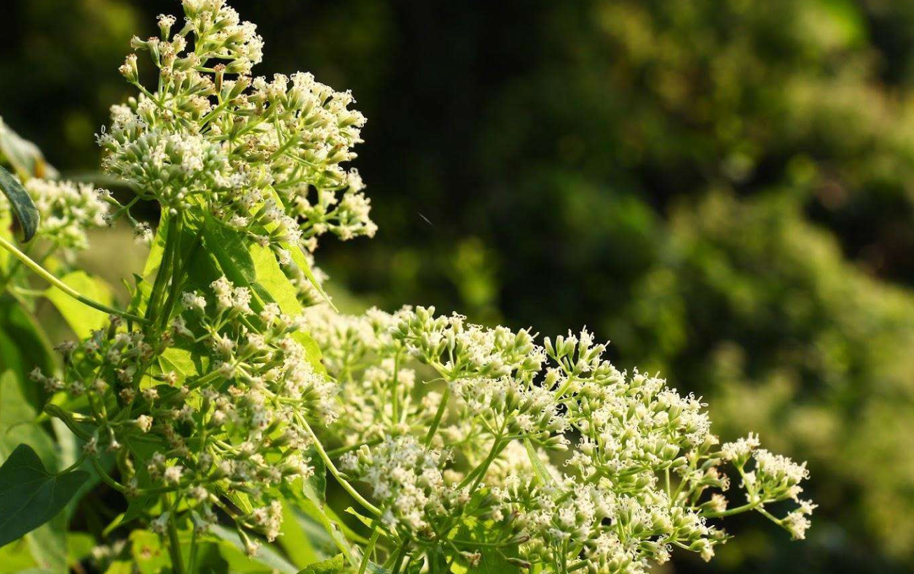 豚草是什麼植物(中國外來入侵物種名單之一)