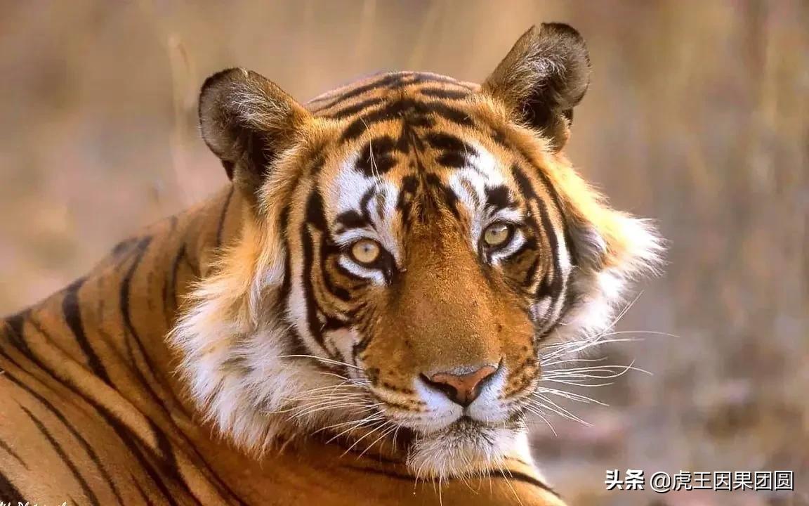 最帅老虎图片(传奇虎王朱姆鲁) - 赤虎壹号