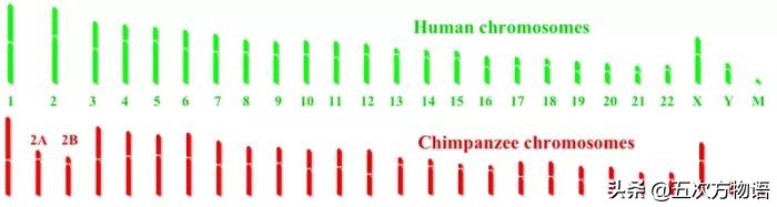 人类是不是和所有其他物种都有生殖隔离？